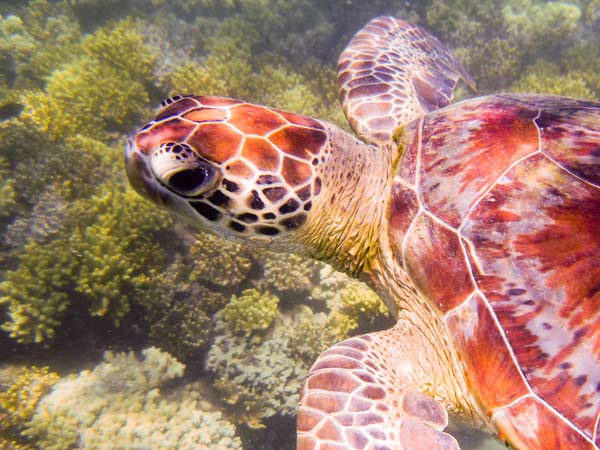 Australian Tropical Reef Turtle 1 from Giulio Catena