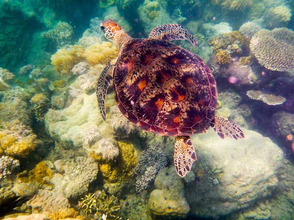 Australian Tropical Reef Turtle 4 from Giulio Catena
