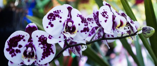 Orchid 8 from Giulio Catena