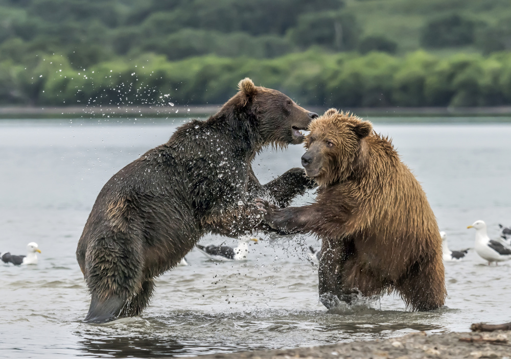 Bear and bear from Giuseppe DAmico