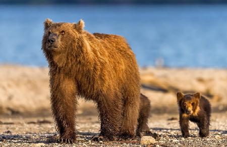 Mother bear with her cubs