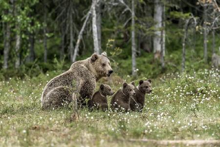 Family bears