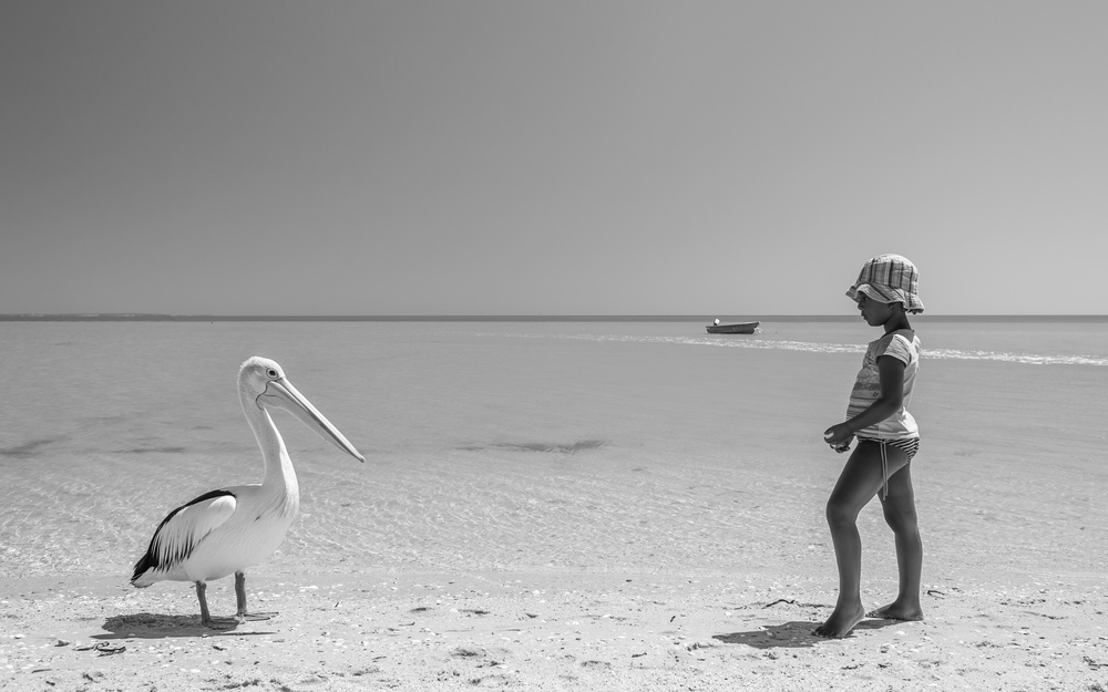 Mekdi and the pelican from Gloria Salgado Gispert