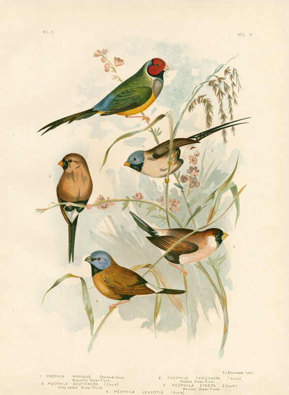 Beautiful Grass-Finch from Gracius Broinowski