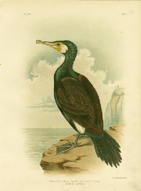 Australian Cormorant