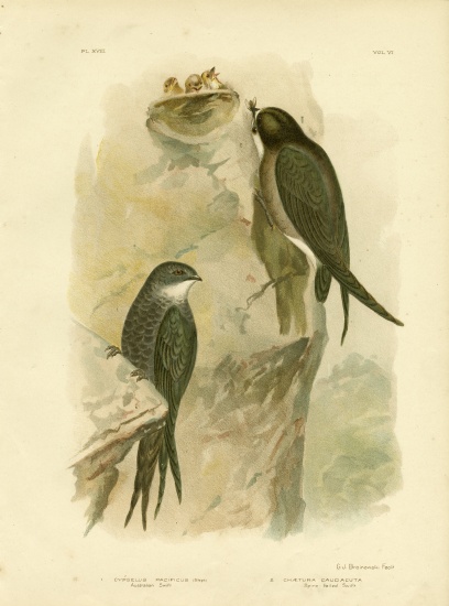 Australian Swift Or Fork-Tailed Swift from Gracius Broinowski