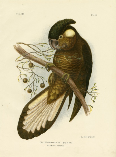 Baudin'S Black Cockatoo from Gracius Broinowski