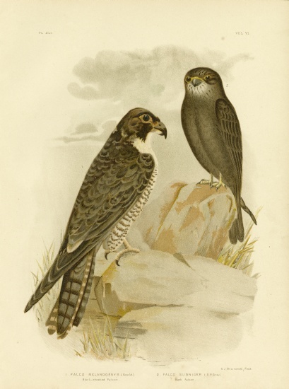 Black-Cheeked Falcon from Gracius Broinowski