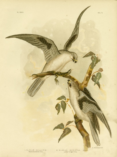 Black-Shouldered Kite from Gracius Broinowski