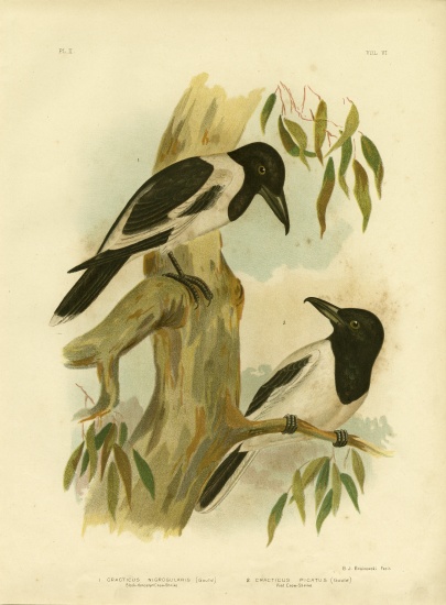 Black-Throated Crow-Shrike from Gracius Broinowski