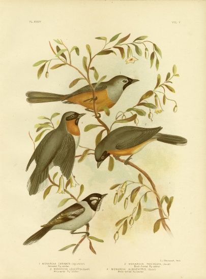 Carinated Flycatcher Or Black-Faced Monarch from Gracius Broinowski