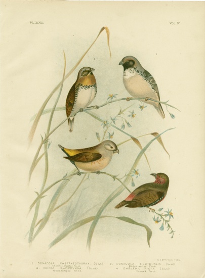 Chestnut-Breasted Finch from Gracius Broinowski