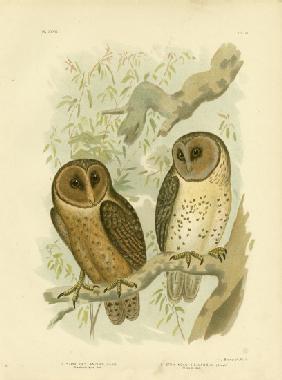 Chestnut-Faced Owl