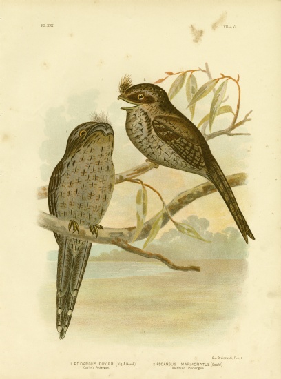 Cuvier'S Podargus Or Tawny Frogmouth from Gracius Broinowski
