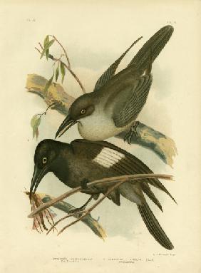 Grey Crow-Shrike