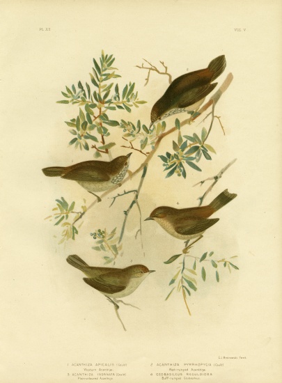 Inland Thornbill Or Broad-Tailed Thornbill from Gracius Broinowski