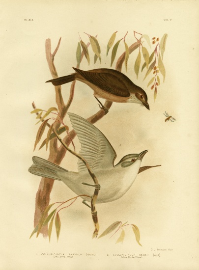 Little Shrike-Thrush from Gracius Broinowski