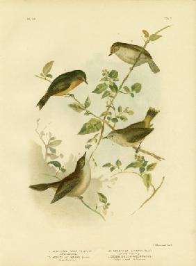 Little Thornbill Or Yellow Thornbill