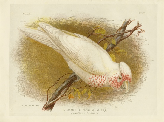 Long-Billed Cockatoo from Gracius Broinowski