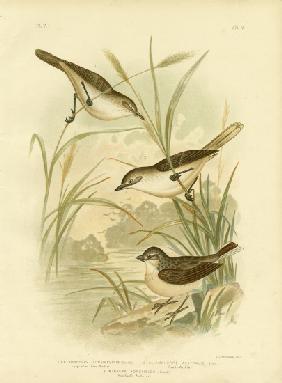 Long-Billed Reed-Warbler