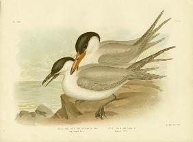 Long-Legged Tern