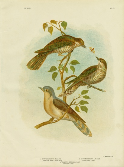 Narrow-Billed Bronze Cuckoo from Gracius Broinowski
