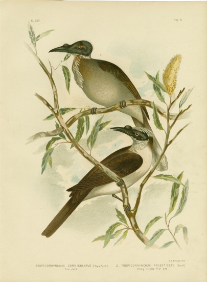 Noisy Friarbird from Gracius Broinowski