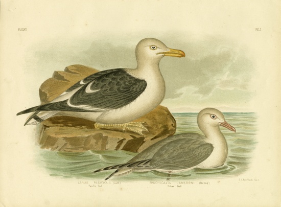 Pacific Gull from Gracius Broinowski