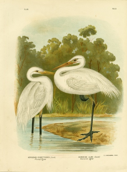 Plumed Egret Or Intermediate Egret from Gracius Broinowski