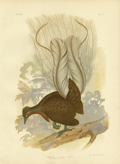 Prince Albert'S Lyrebird from Gracius Broinowski