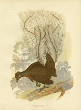 Prince Albert'S Lyrebird