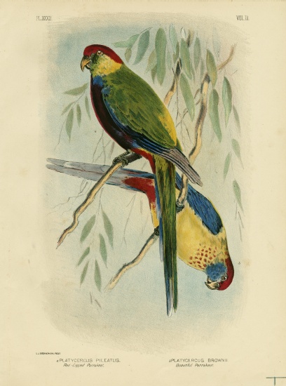Red-Capped Parakeet from Gracius Broinowski