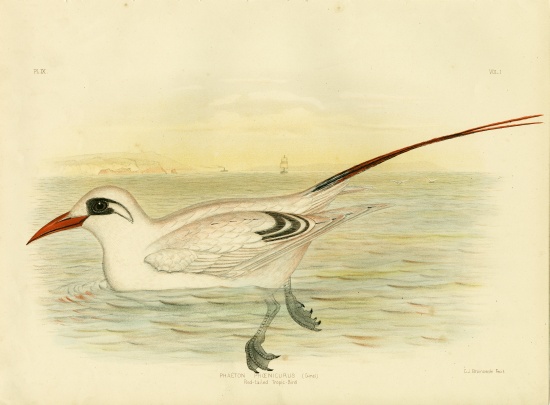 Red-Tailed Tropicbird from Gracius Broinowski