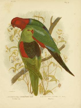 Red-Winged Lori Or Red-Winged Parrot