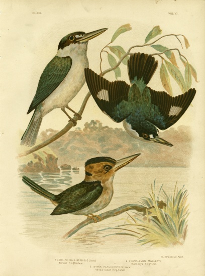 Sardid Kingfisher from Gracius Broinowski