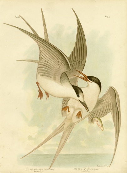 Southern Tern from Gracius Broinowski