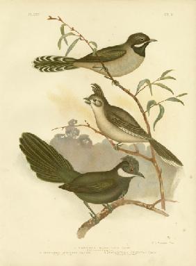 Western Whipbird