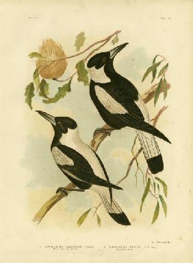 White-Backed Crow-Shrike
