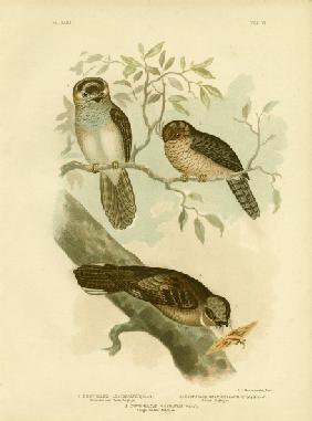 White-Bellied Owlet Nightjar Or Moth Owl