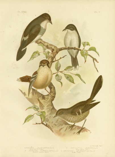 White-Bellied Robin from Gracius Broinowski