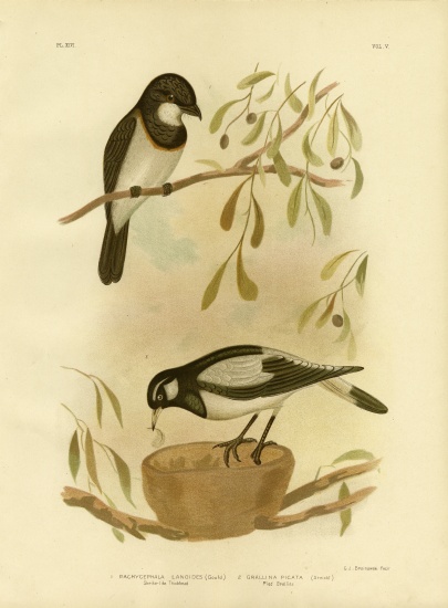 White-Breasted Whistler from Gracius Broinowski