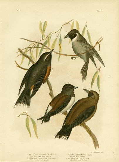 White-Eyebrowed Wood Swallow from Gracius Broinowski