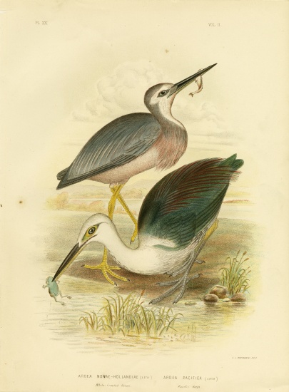 White-Faced Heron from Gracius Broinowski