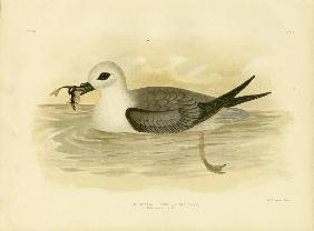 White-Headed Petrel