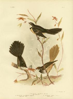 White-Shafted Fantail Or Grey Fantail
