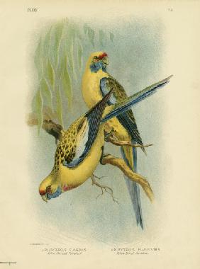 Yellow-Rumped Parakeet Or Yellow Rosella