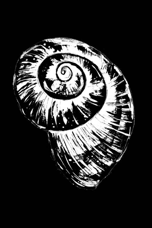Black and White Spiral Snail Shell from Sebastian  Grafmann