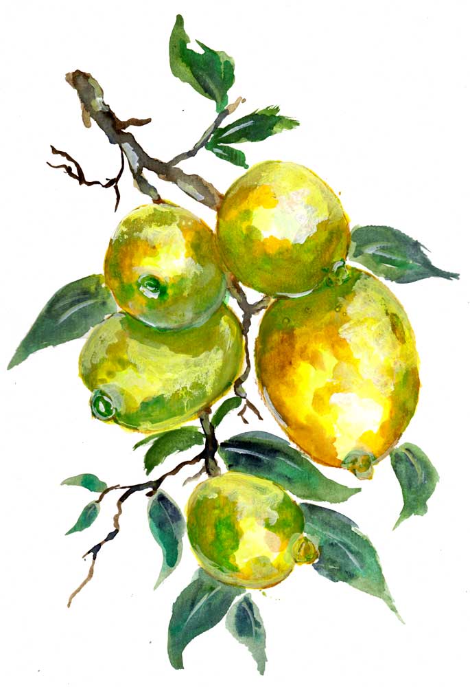 Lemon Fruits On A Tree Branch from Sebastian  Grafmann