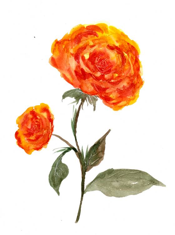 Orange Rosen from Sebastian  Grafmann