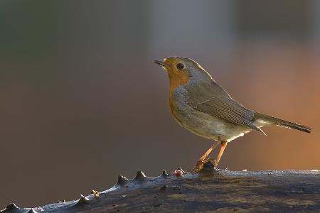robin in beautiful light